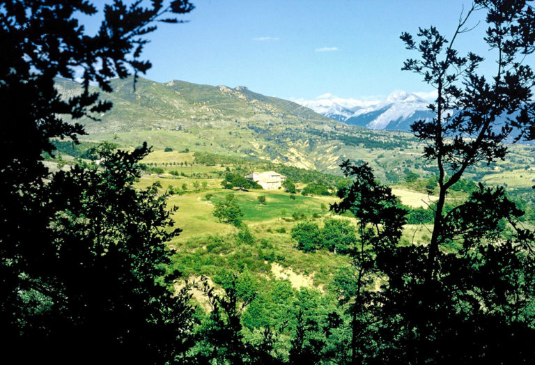 XXV  Lavendula